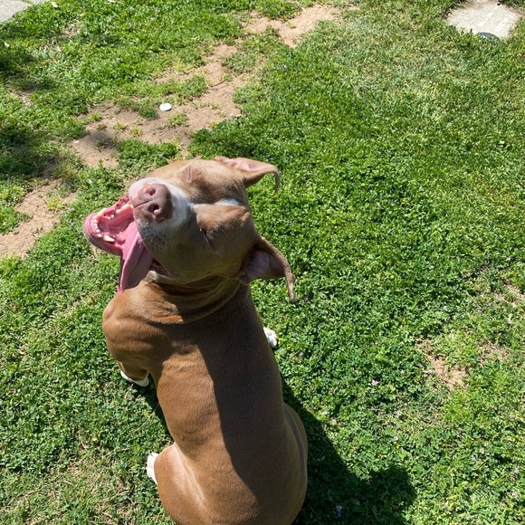 Meet your Posher, Deja - Picture 1 of 1